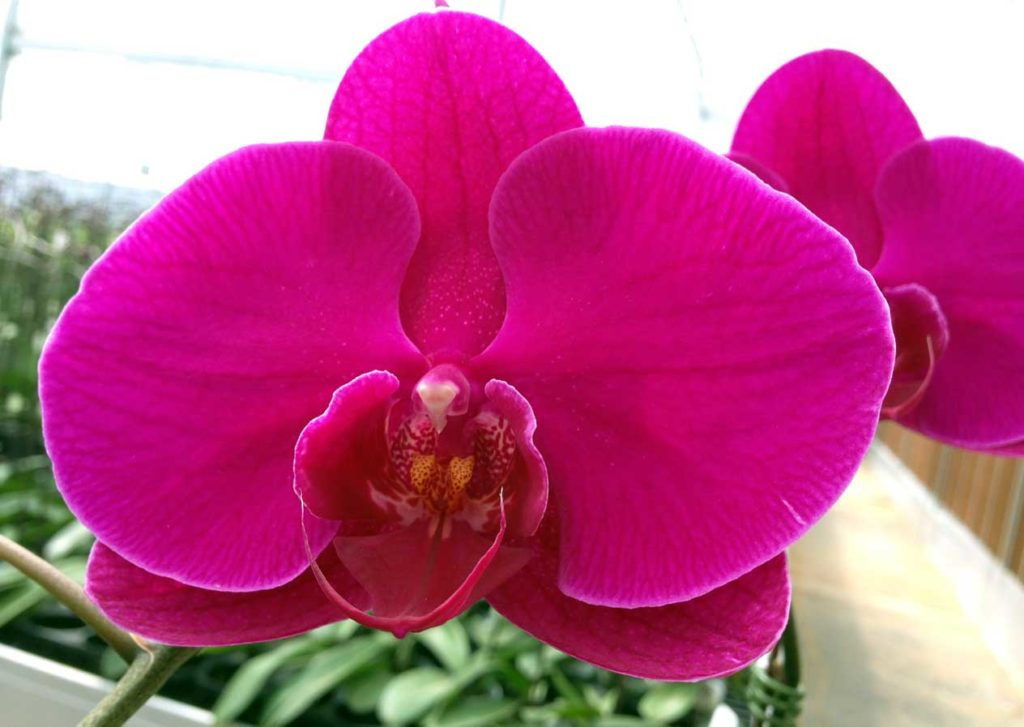 Điện Hoa Hà Nội