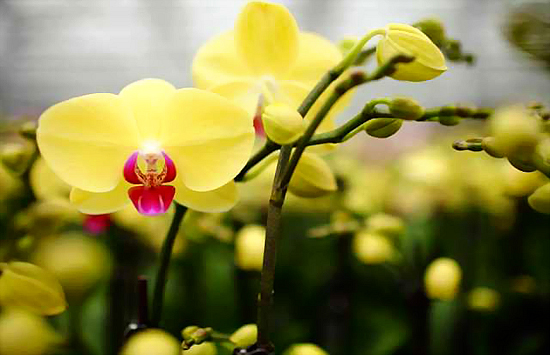 chau-lan-nang-ban-mai-dep-y-nghia