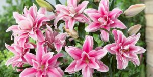 y-nghia-hoa-lily-20181031162455729.jpg