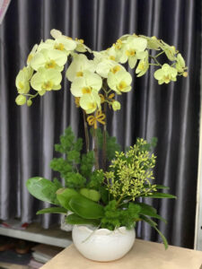 chau-ho-diep-xanh-tao-3-canh.jpg